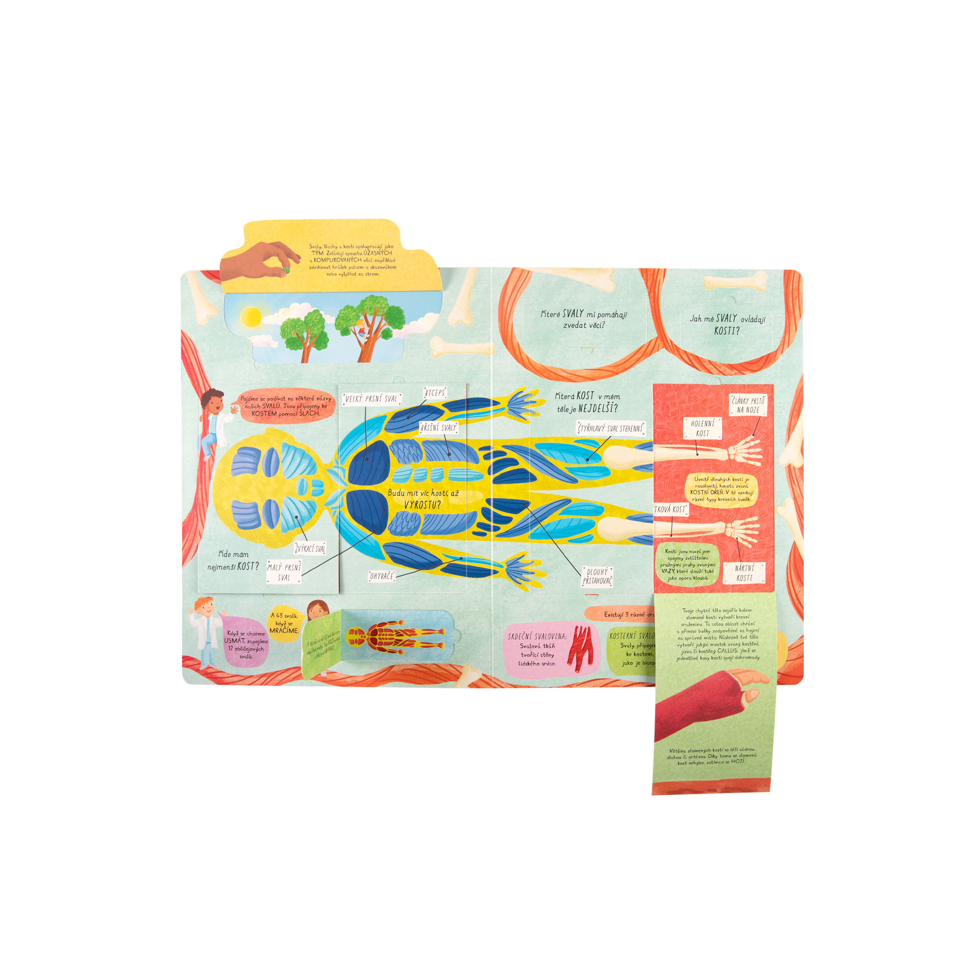 Jak funguje lidské tělo? Albi - Obrázek 3