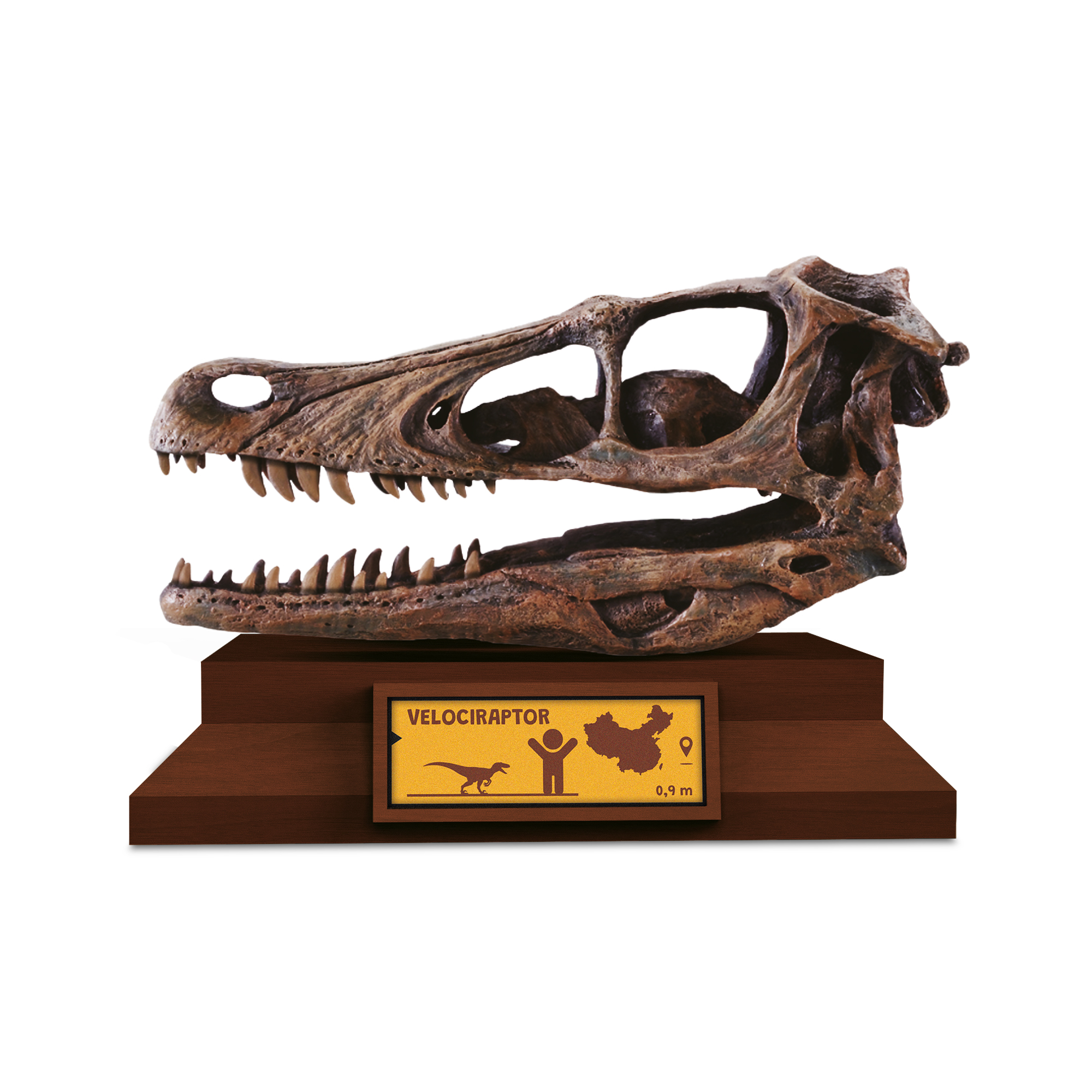 Lovci lebek - Velociraptor Albi - Obrázek 2