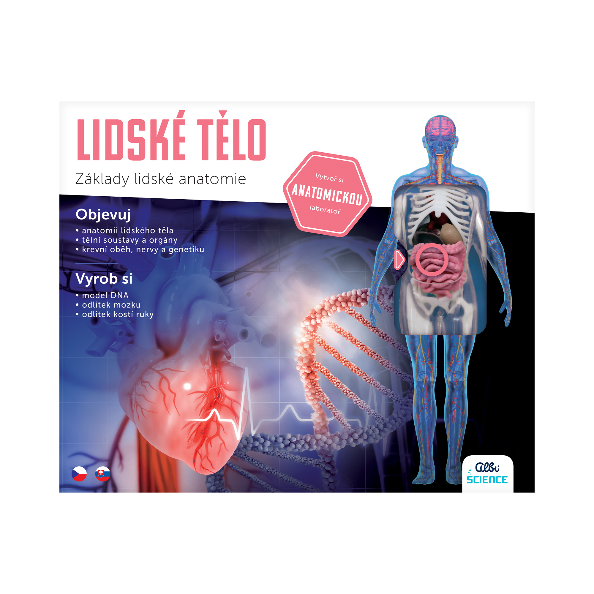 Lidské tělo Albi - Obrázek 2