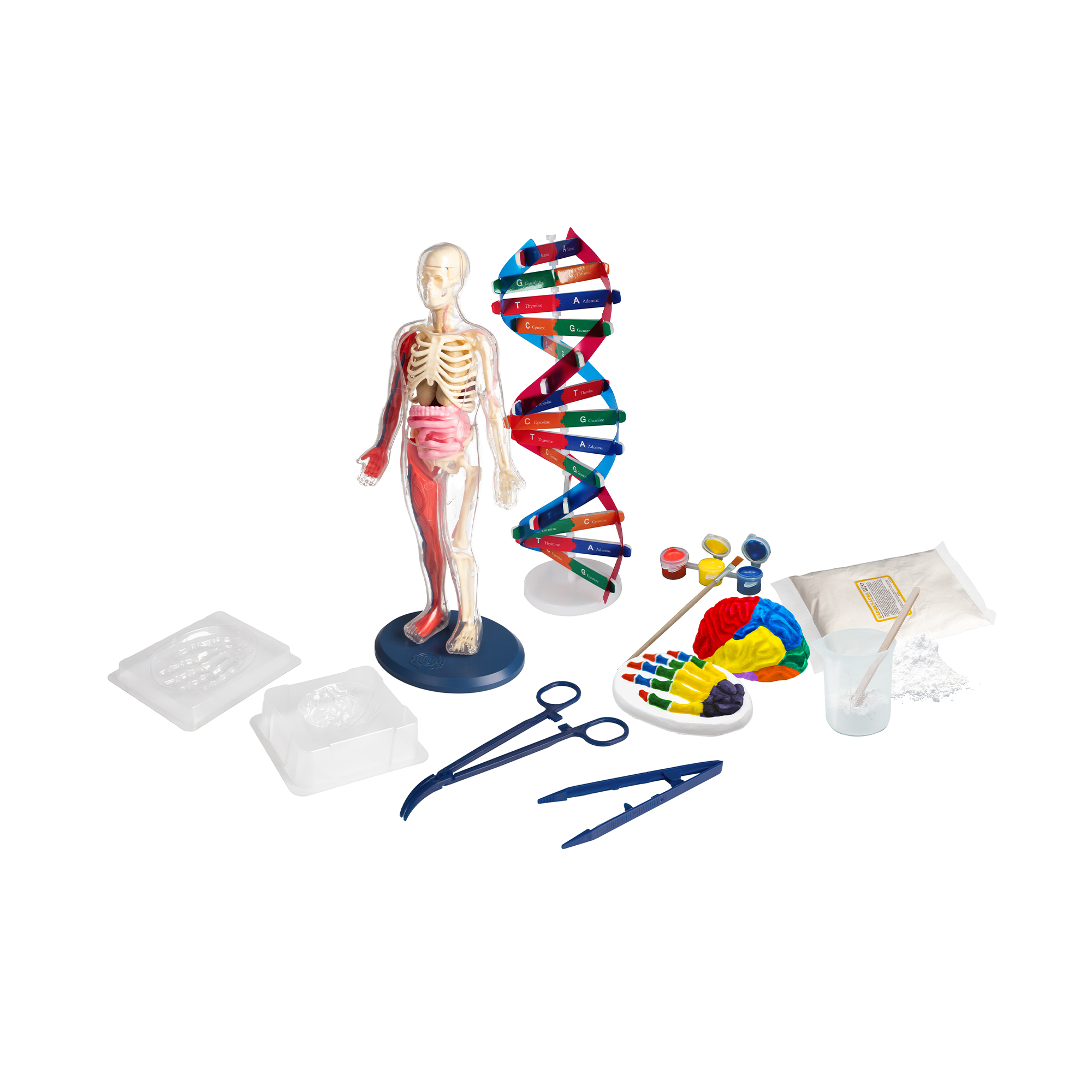 Lidské tělo Albi - Obrázek 3