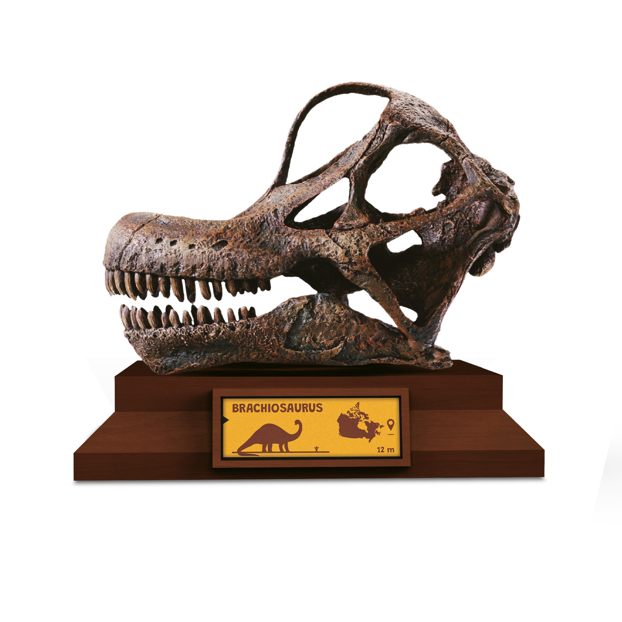 Lovci lebek - Brachiosaurus Albi - Obrázek 2